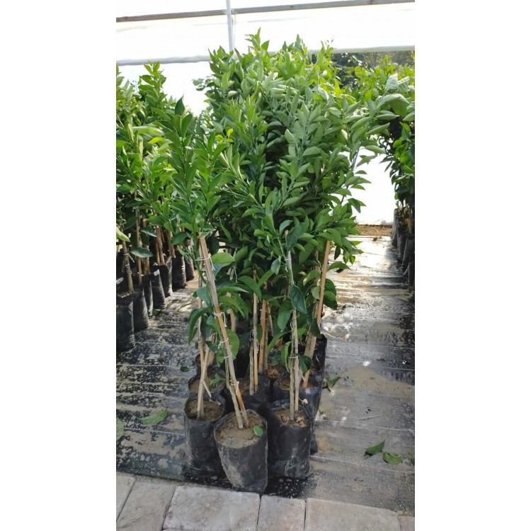 Satsuma Mandalina Fidanı 3 Yaşında Aşılı 120-150cm