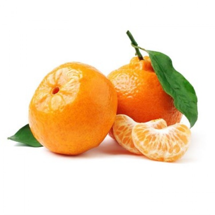 Satsuma Mandalina Fidanı 5 Yaşında Aşılı 150-190cm Saksida