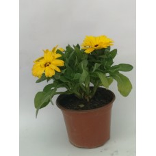 Suzi Çiçeği Sarı Suzi Çiçeği Sarı