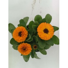 Suzi Çiçeği Turuncu Suzi Çiçeği Turuncu