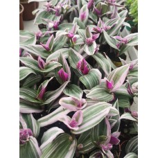 Telgraf Çiçeği  Telgraf Çiçeği