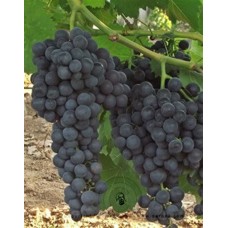 Trakya İlkeren ( Erkenci Siyah ) Trakya İlkeren ( Erkenci Siyah )