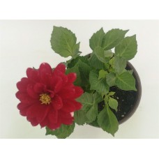 Yıldız Çiçeği Kırmızı Yıldız Çiçeği Kırmızı