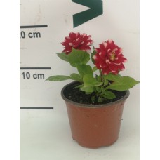 Yıldız Çiçeği Kırmızı-Beyaz Yıldız Çiçeği Kırmızı-Beyaz