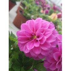 Yıldız Çiçeği Pembe Yıldız Çiçeği Pembe