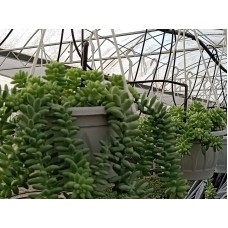 Sedum Morganianum ‘Burrito’