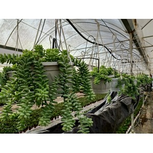 Sedum Morganianum ‘Burrito’