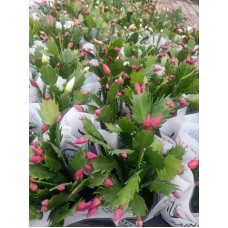 Schlumbergera - Yılbaşı Kaktüsü - Yılbaşı Çiçeği