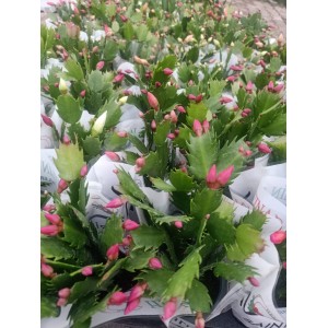 Schlumbergera - Yılbaşı Kaktüsü - Yılbaşı Çiçeği Schlumbergera - Yılbaşı Kaktüsü - Yılbaşı Çiçeği