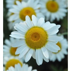 Anthemis (Papatya)