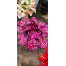 Kesme Antoryum çiçeği (Anthurium)