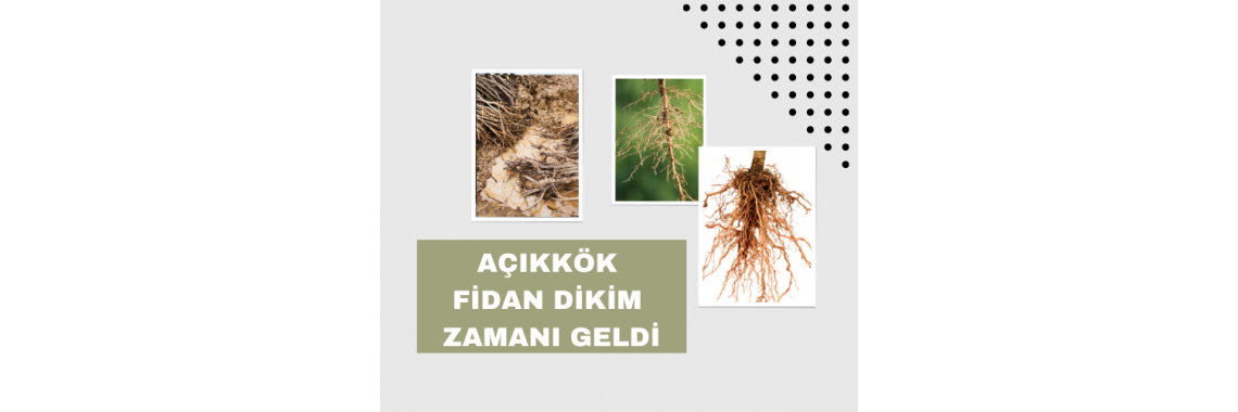 Açık Kök Satış