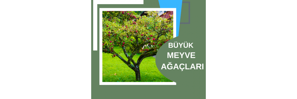 Meyve Ağacı Fidanları