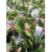 Schlumbergera - Yılbaşı Kaktüsü - Yılbaşı Çiçeği Schlumbergera - Yılbaşı Kaktüsü - Yılbaşı Çiçeği