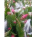 Schlumbergera - Yılbaşı Kaktüsü - Yılbaşı Çiçeği Schlumbergera - Yılbaşı Kaktüsü - Yılbaşı Çiçeği