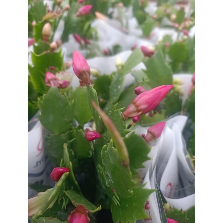 Schlumbergera - Yılbaşı Kaktüsü - Yılbaşı Çiçeği