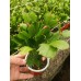 Schlumbergera - Yılbaşı Kaktüsü - Yılbaşı Çiçeği Schlumbergera - Yılbaşı Kaktüsü - Yılbaşı Çiçeği