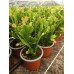 Schlumbergera - Yılbaşı Kaktüsü - Yılbaşı Çiçeği Schlumbergera - Yılbaşı Kaktüsü - Yılbaşı Çiçeği