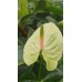 Kesme Antoryum çiçeği (Anthurium)