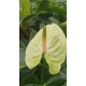 Kesme Antoryum çiçeği (Anthurium)