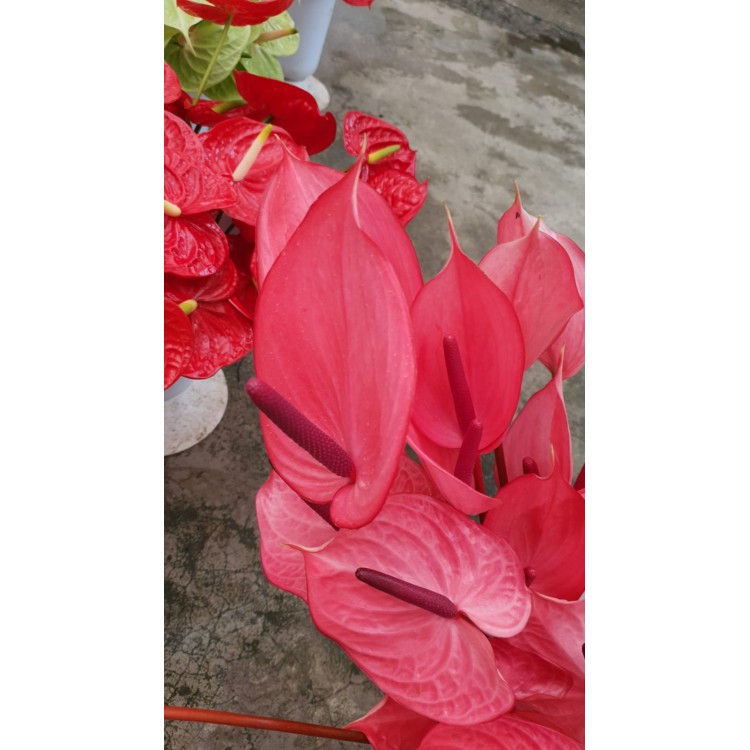 Kesme Antoryum çiçeği (Anthurium)