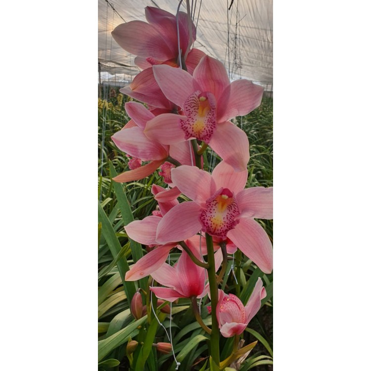 Kesme Antoryum çiçeği (Anthurium)