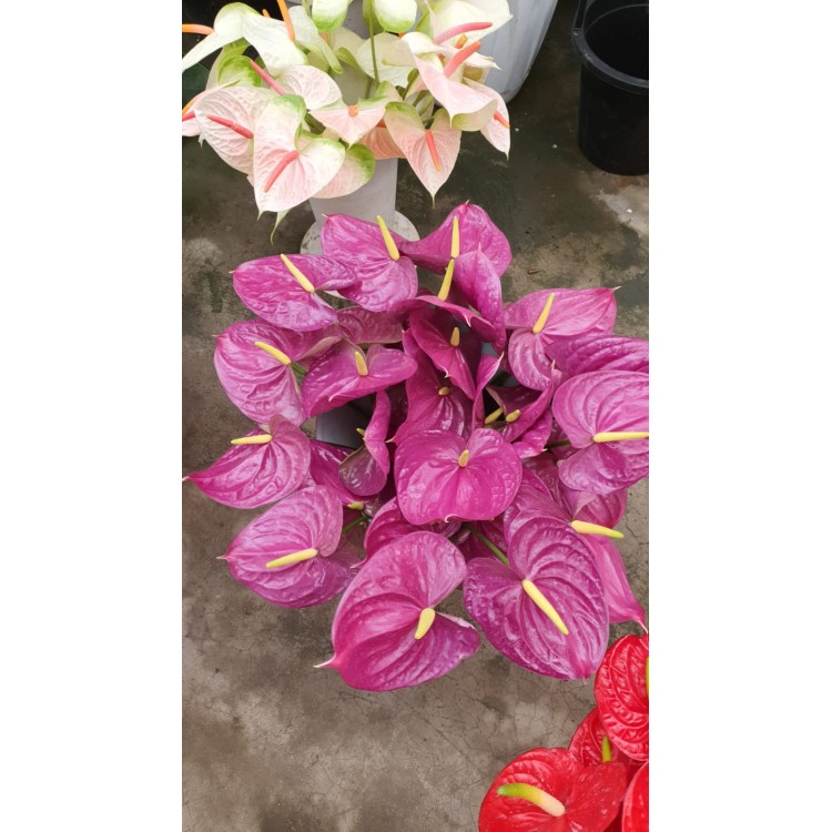 Kesme Antoryum çiçeği (Anthurium)