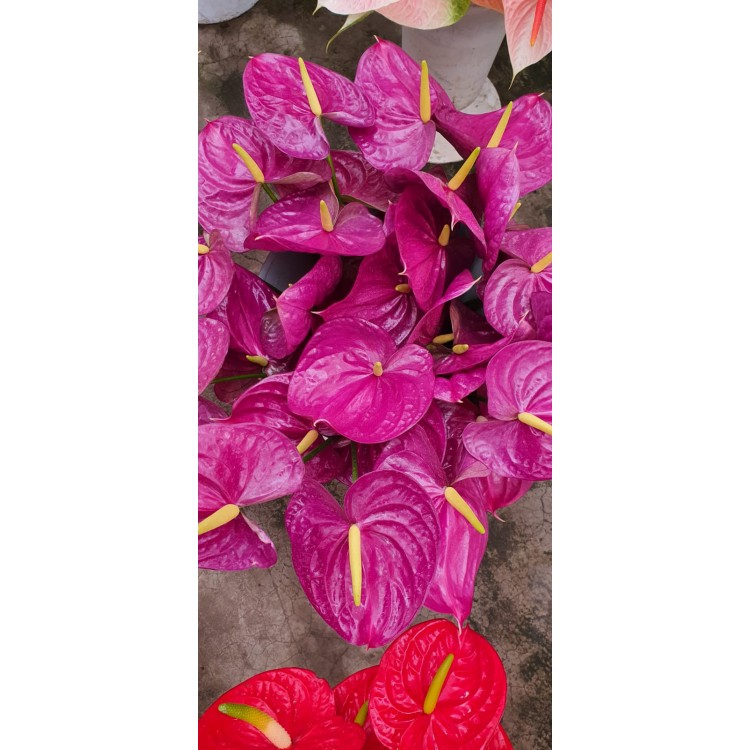 Kesme Antoryum çiçeği (Anthurium)