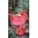 Kesme Antoryum çiçeği (Anthurium)