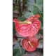 Kesme Antoryum çiçeği (Anthurium)