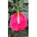 Kesme Antoryum çiçeği (Anthurium)