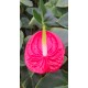 Kesme Antoryum çiçeği (Anthurium)