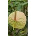 Kesme Antoryum çiçeği (Anthurium)