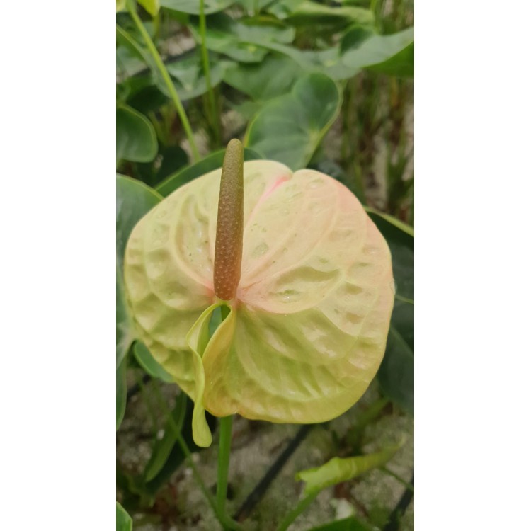 Kesme Antoryum çiçeği (Anthurium)