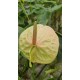 Kesme Antoryum çiçeği (Anthurium)