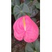 Kesme Antoryum çiçeği (Anthurium)