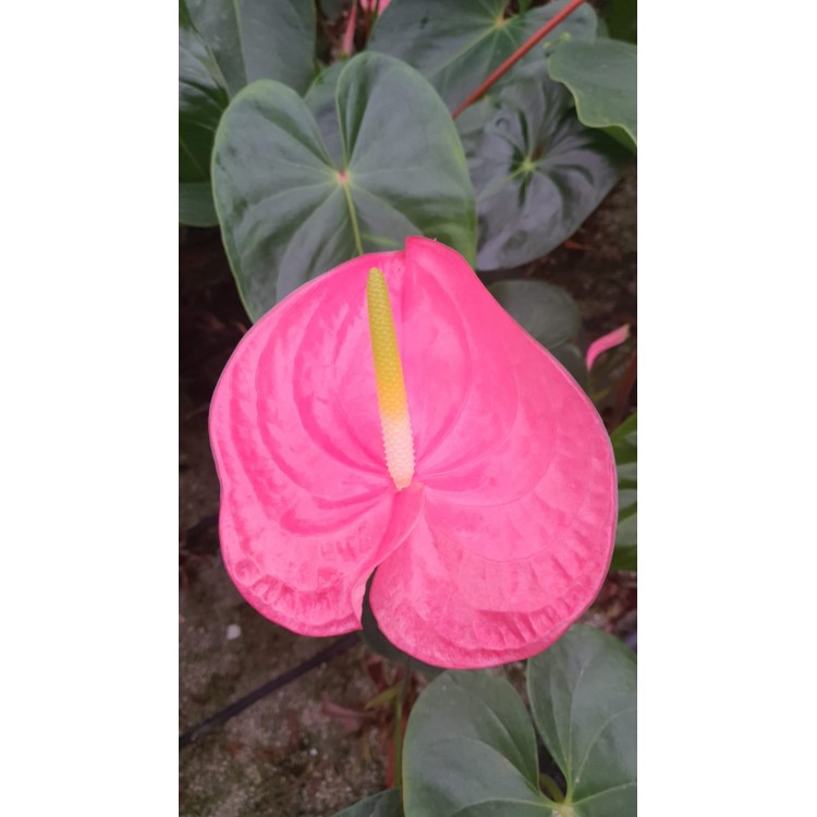 Kesme Antoryum çiçeği (Anthurium)