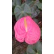 Kesme Antoryum çiçeği (Anthurium)