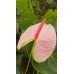 Kesme Antoryum çiçeği (Anthurium)