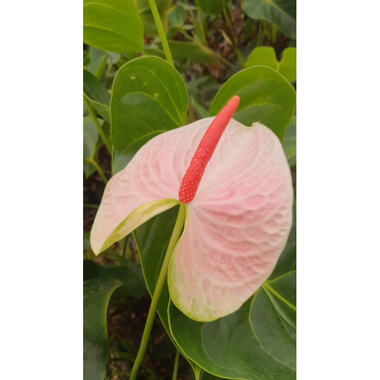 Kesme Antoryum çiçeği (Anthurium)