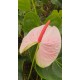 Kesme Antoryum çiçeği (Anthurium)