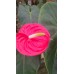 Kesme Antoryum çiçeği (Anthurium)