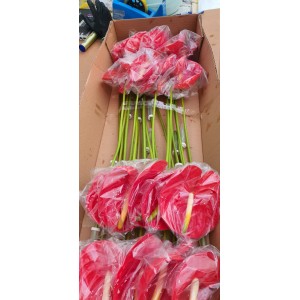 Kesme Antoryum çiçeği (Anthurium) Kesme Antoryum çiçeği (Anthurium)