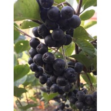 Aronya Fidanı 1 Yaş  Aronya Fidanı 1 Yaş