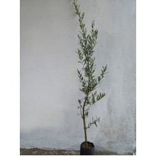 Gemlik Zeytin Fidan Paketi 10 Adet -2 Yaş Gemlik Zeytin Fidan Paketi 10 Adet -2 Yaş