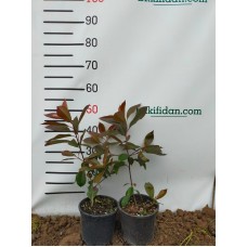 ALEV ÇALISI FİDANI ALEV ÇALISI FİDANI