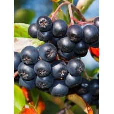 Aronya Fidanı 10 'lu Paketi Aronya Fidanı 10 'lu Paketi