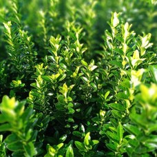 100 Adet Sütun Taflan Paketi 100 Adet Sütun Taflan Paketi