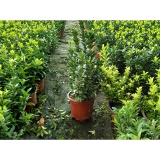 Sütun Taflan paketi 10 Adet  