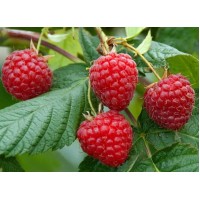 Ahududu-frambuaz Fidanı 2 Yaş Ahududu-frambuaz Fidanı 2 Yaş